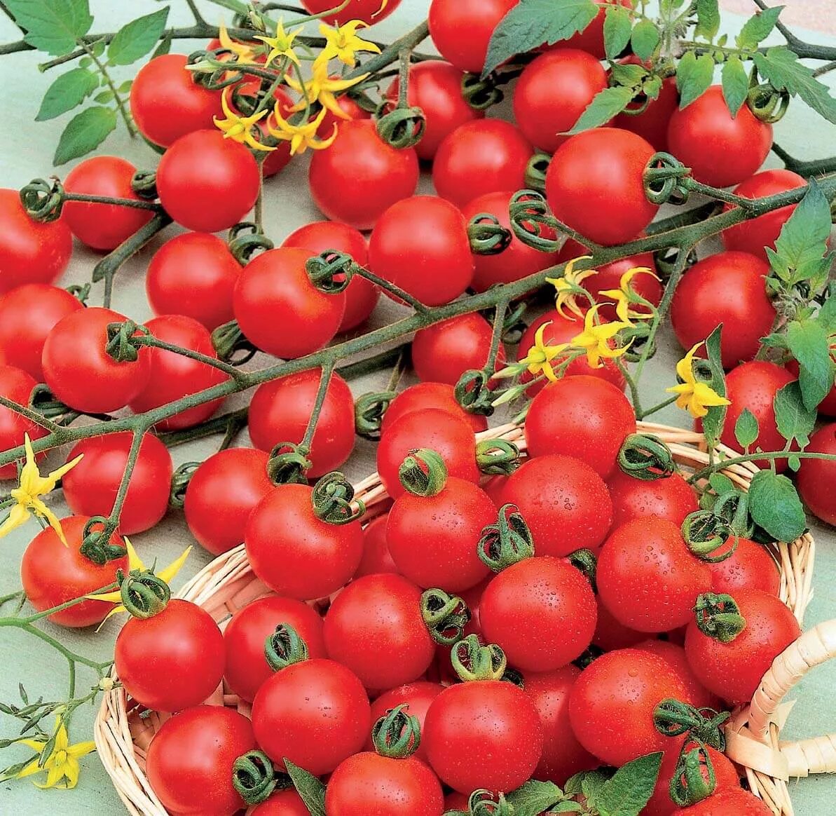 Помидоры виноград фото Vegetable Tomato Seeds - Vegetable Seeds for sale online - Vegetable Seeds Irela