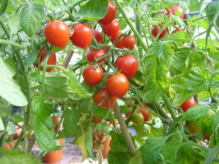 Помидоры виноград фото Growing Cherry Tomatoes In Containers - Tomato Growing Growing cherry tomatoes, 