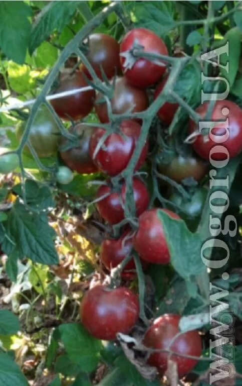 Помидоры вишня в шоколаде фото Seeds of tomato 'Chocolate cherry" - Buy on www.bizator.com