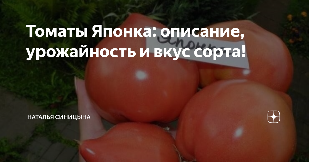 Помидоры японка фото описание Томаты Японка: описание, урожайность и вкус сорта! Наталья Синицына Дзен