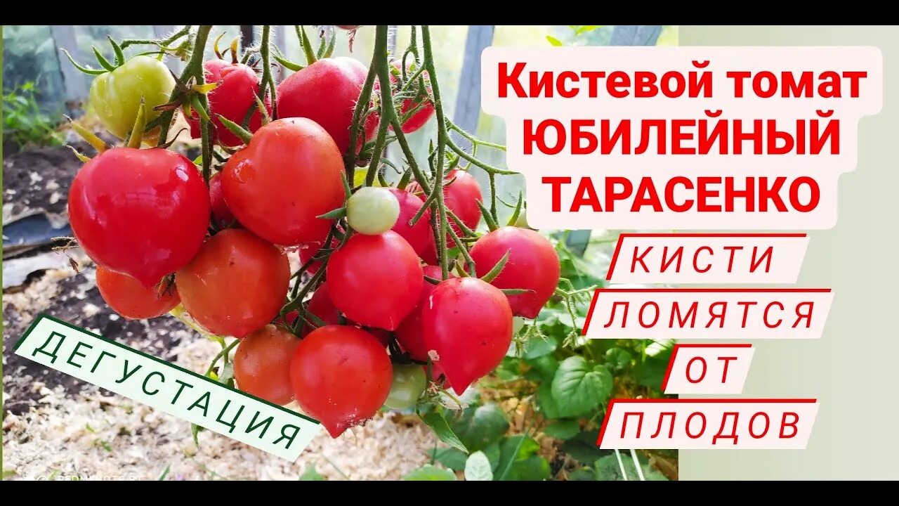 Помидоры юбилейный тарасенко описание фото Кистевой томат ЮБИЛЕЙНЫЙ ТАРАСЕНКО! Всем советую вырастить! Дача удачи - YouTube