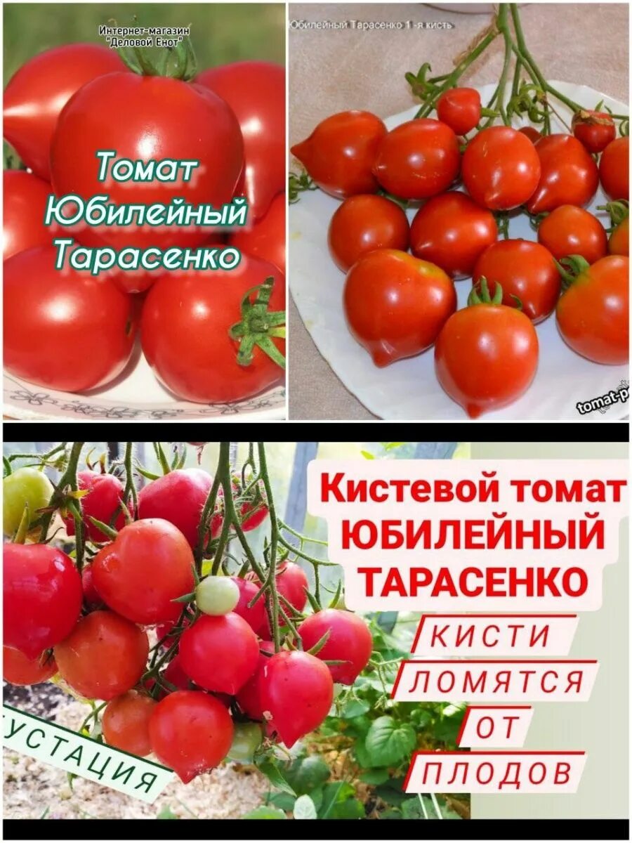 Помидоры юбилейный тарасенко описание фото Томат юбилейный тарасенко описание отзывы фото: найдено 74 картинок