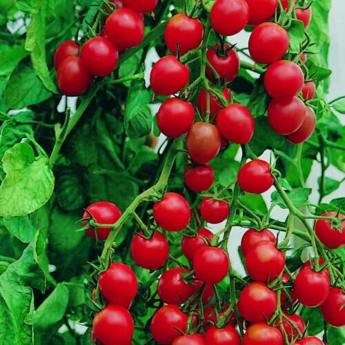 Помидоры южные фото Tomato - Cherry - Gardener's Delight Seeds - open pollinated variety eBay