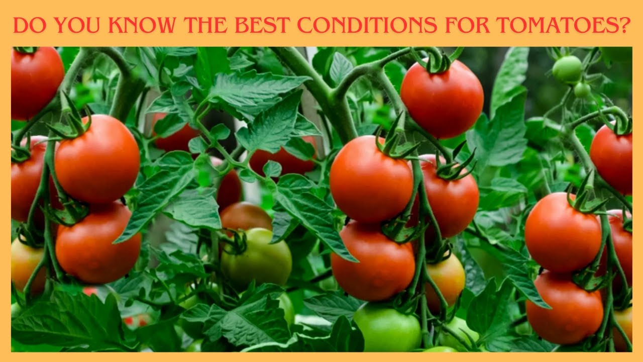 Помидоры южные фото Do you know the best conditions for tomatoes? #doyouknow #tomato #vegetablegarde