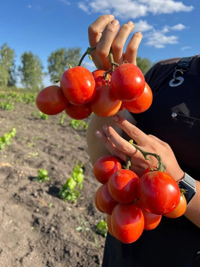 Помидоры запуняка фото Томат ЗАПУНЯКА (Семена Алтая)0,05 гр