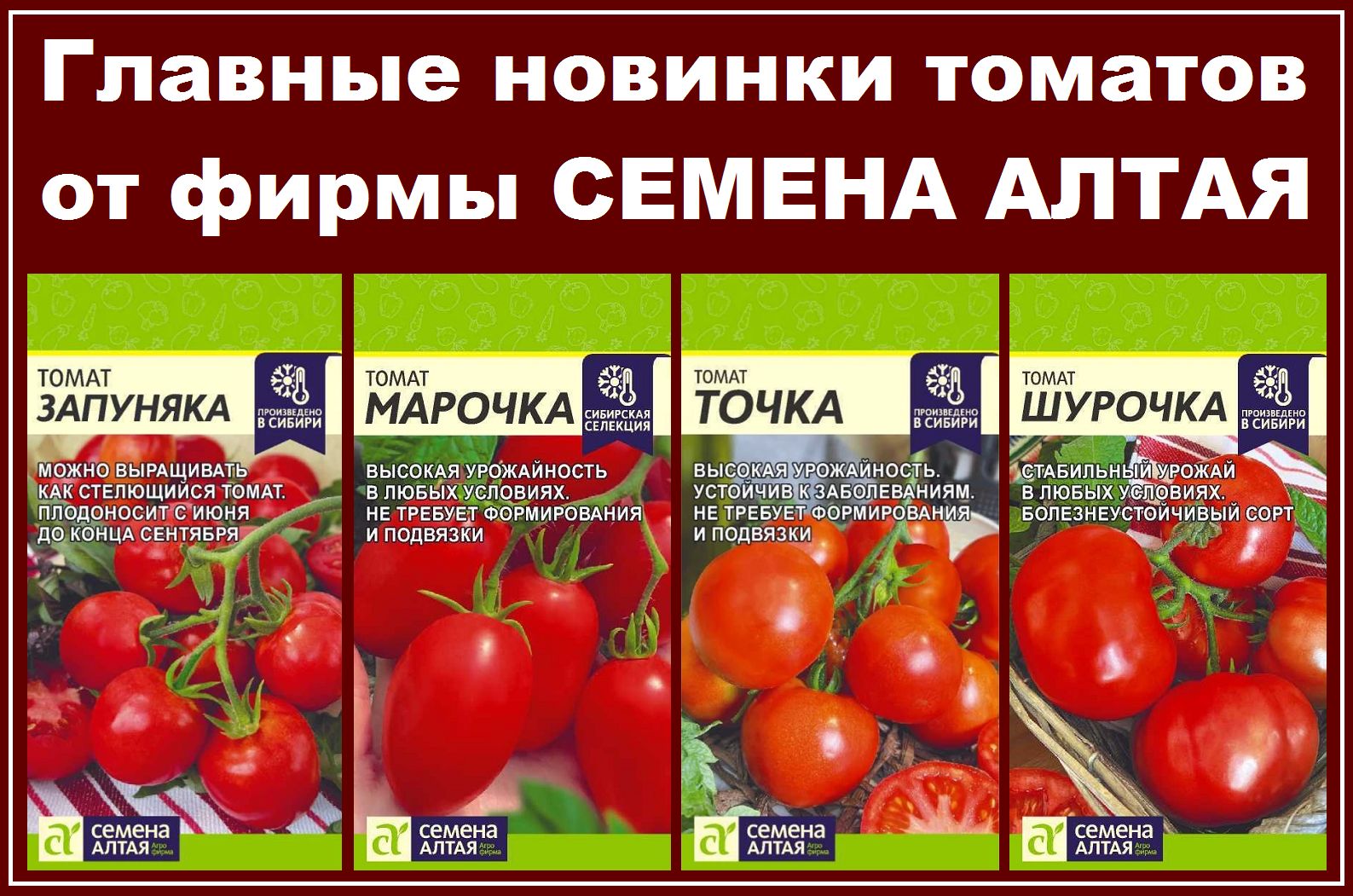 Помидоры запуняка описание сорта фото Томаты Семена Алтая Запуняка, Марочка, Точка, Шурочка - купить по выгодным ценам