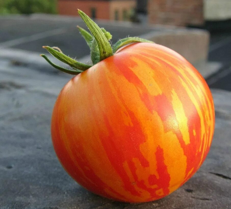 Помидоры зебра фото Red Zebra Tomato 15 seeds flashy red cherry with orange Etsy