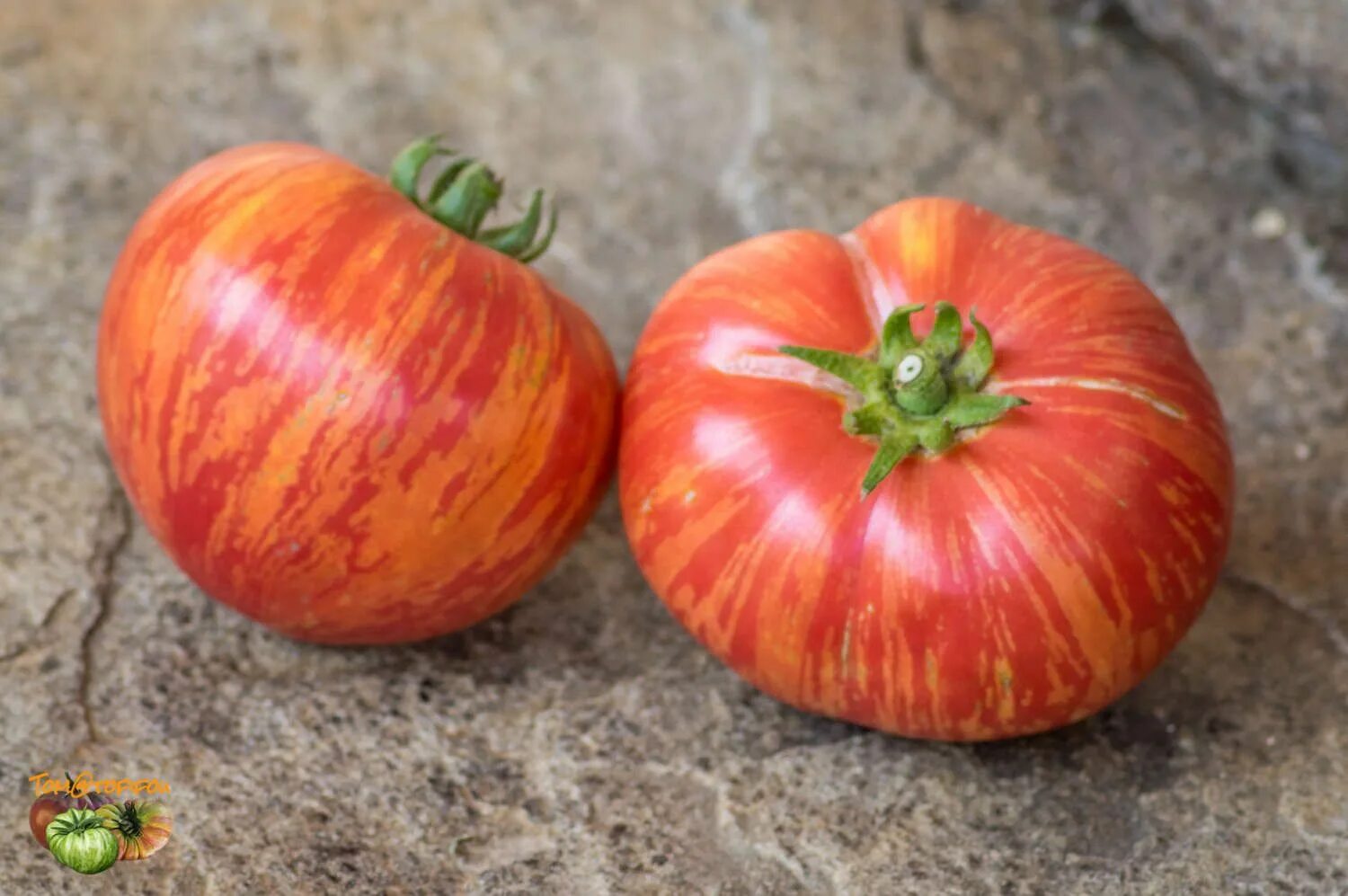 Помидоры зебра фото Hippie zebra Tomaten, Garten, Samen