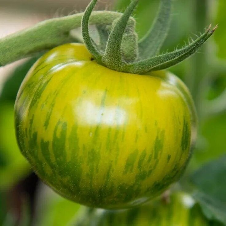 Помидоры зебра фото Tomato 'Green Zebra' - (Solanum lycopersicum) in 2022 Green zebra tomato, Green 