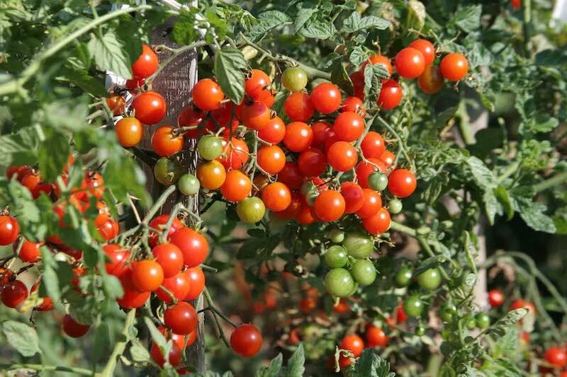 Помидоры женское фото Best tasting tomatoes - Suttons Gardening Grow How