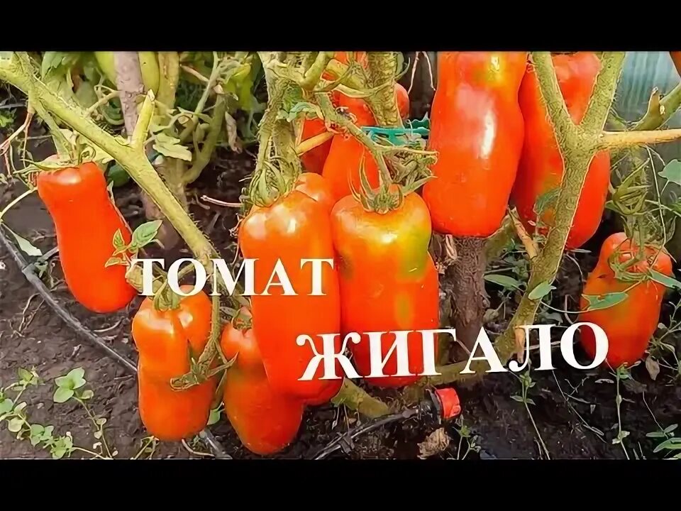 Помидоры жигало фото Томат Жигало, обзор сорта, очень урожайный и вкусный томат, подходит для засолки