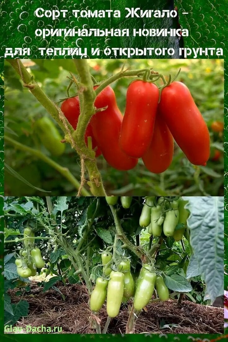 Помидоры жиголо описание сорта фото отзывы сорт томата Жигало Stuffed peppers, Vegetables