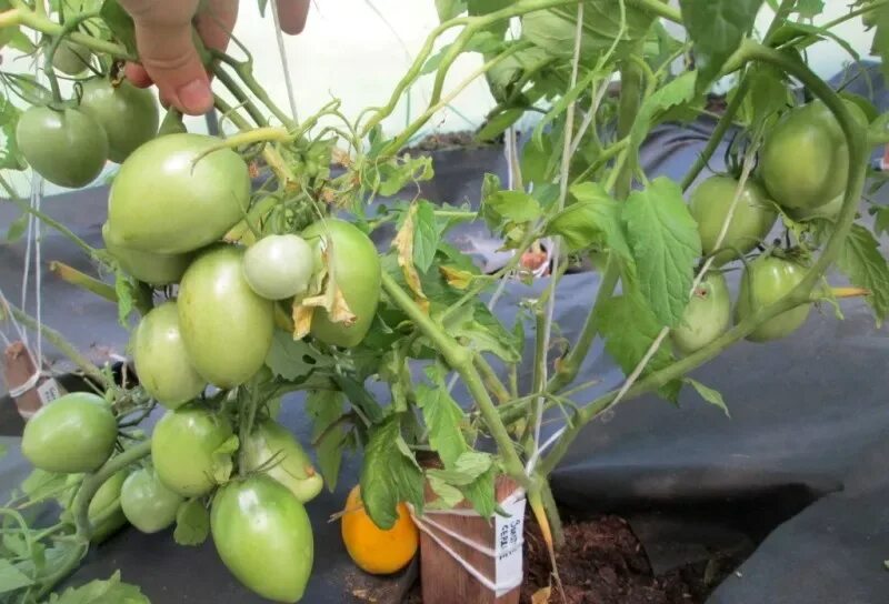 Помидоры золотое сердце фото ✅ Tomato Golden Heart: characteristics and description of the variety, yield wit