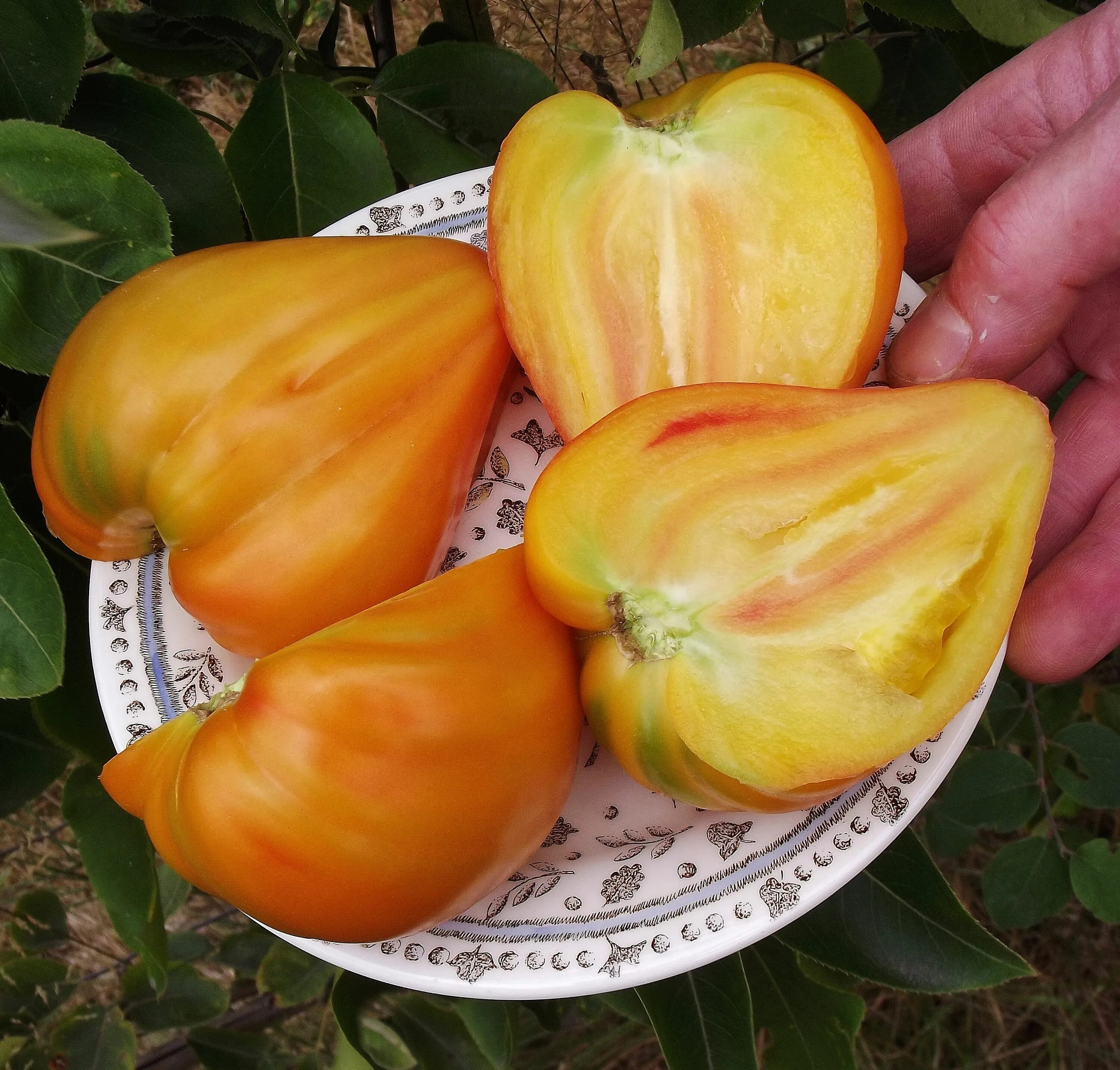 Помидоры золотое сердце фото Oxheart Tomato 'Orange Russian' Growing organic tomatoes, Tomato, Tomato farming