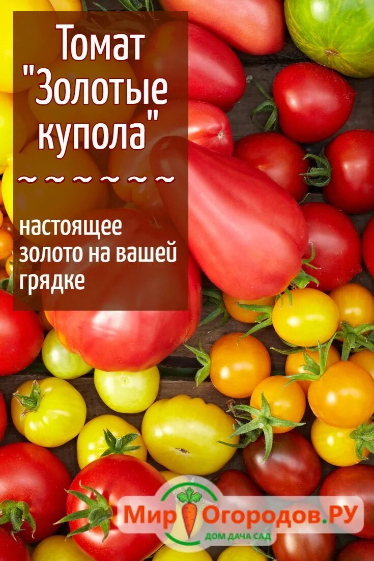 Помидоры золотые купола фото Томат "Золотые купола": сорт с повышенным содержанием витаминов, форма и вкус пл