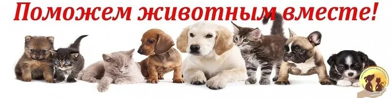 Помогите животным фото ОБУСО "КЦСОН по Тейковскому и Гаврилово-Посадскому муниципальным районам" Благот
