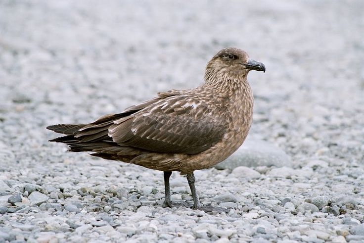 Поморник птица фото Поморник великий (Stercorarius skua, большой поморник) Animals, Bird