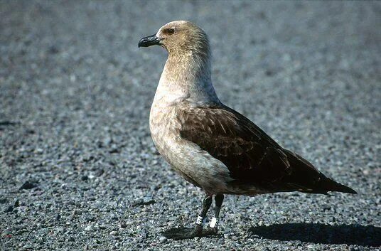 Поморник птица фото Antartic Skua Antarctica, Antarctic, Nature tour