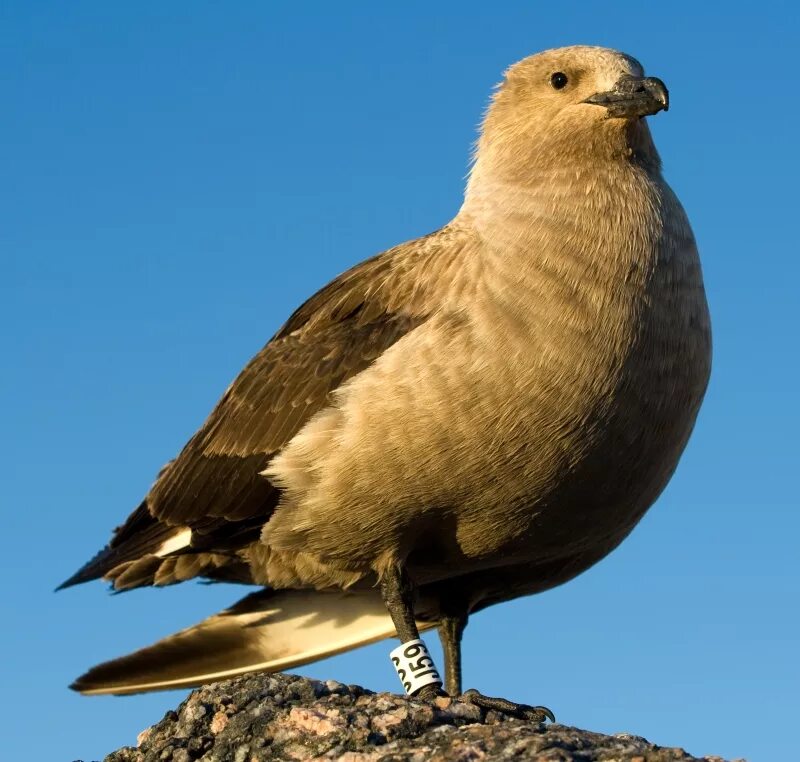 Поморник птица фото File:Skua antarctique - South Polar Skua.jpg - Wikipedia