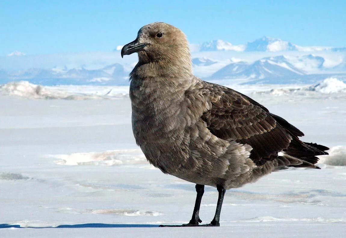 Поморник птица фото Skua / large birds... Animals beautiful, Antarctic, Sea birds