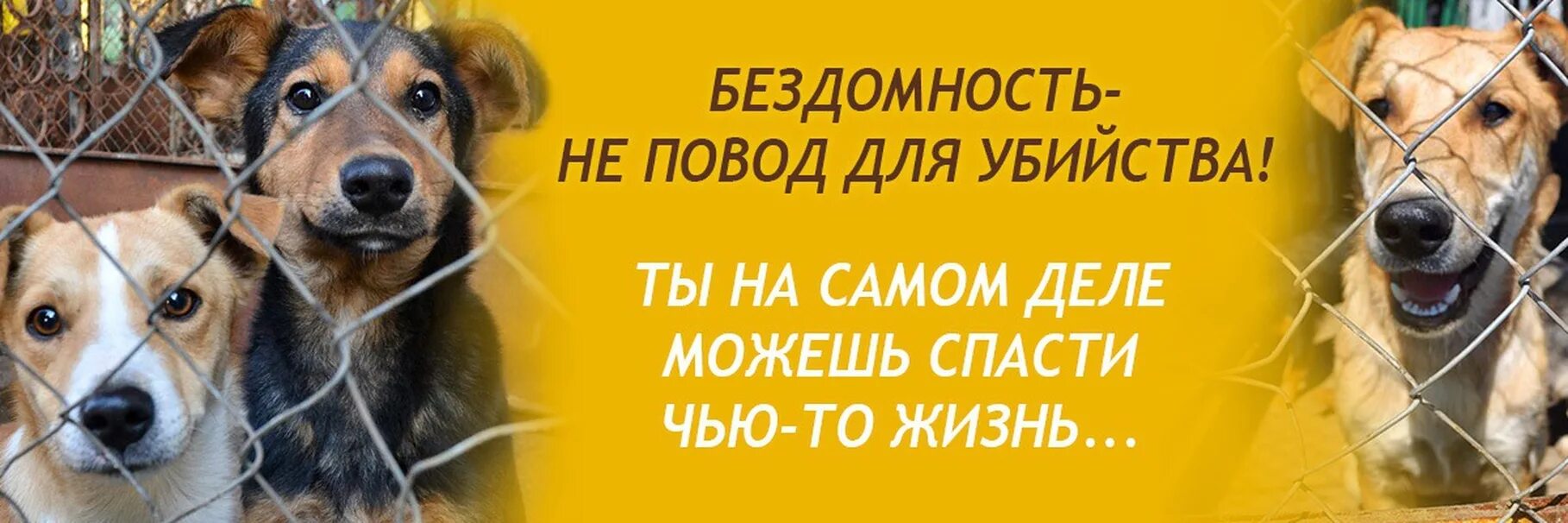 Помощь бездомным животным картинки БЕЗДОМНЫЕ ЖИВОТНЫЕ Тула Состраданье к животным так тесно связано с добротою хара
