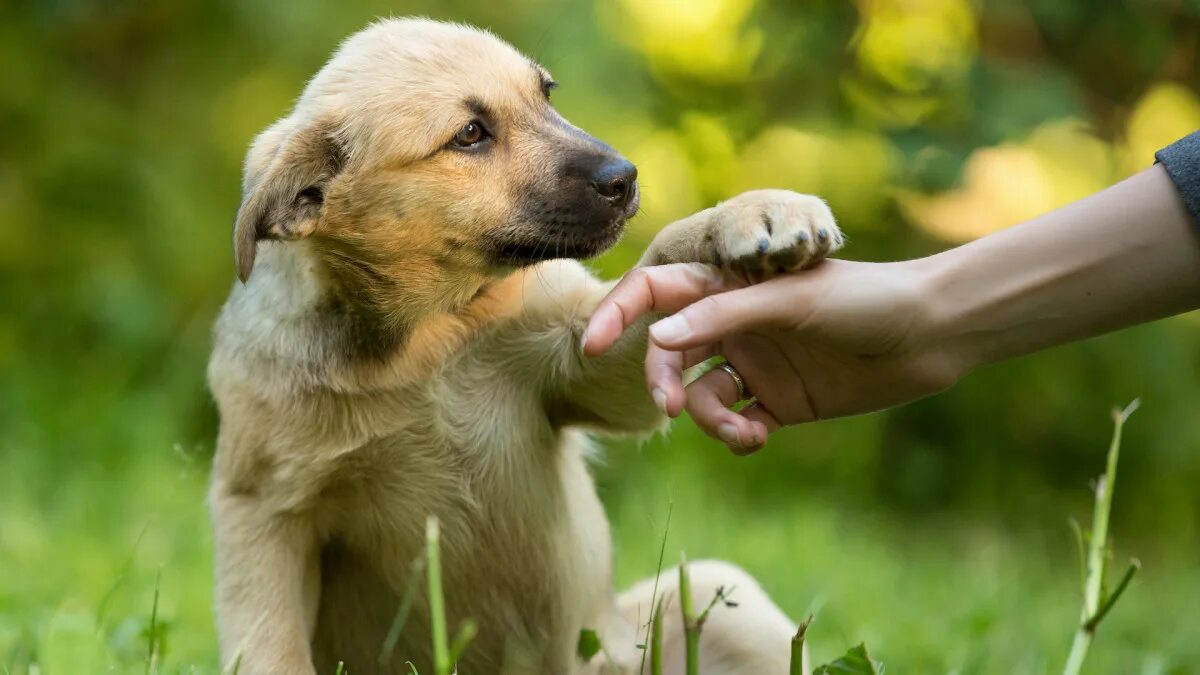 Помощь животным фото Dogs Rescued From Island Nation After the Only Shelter Closed Due to Vandalism