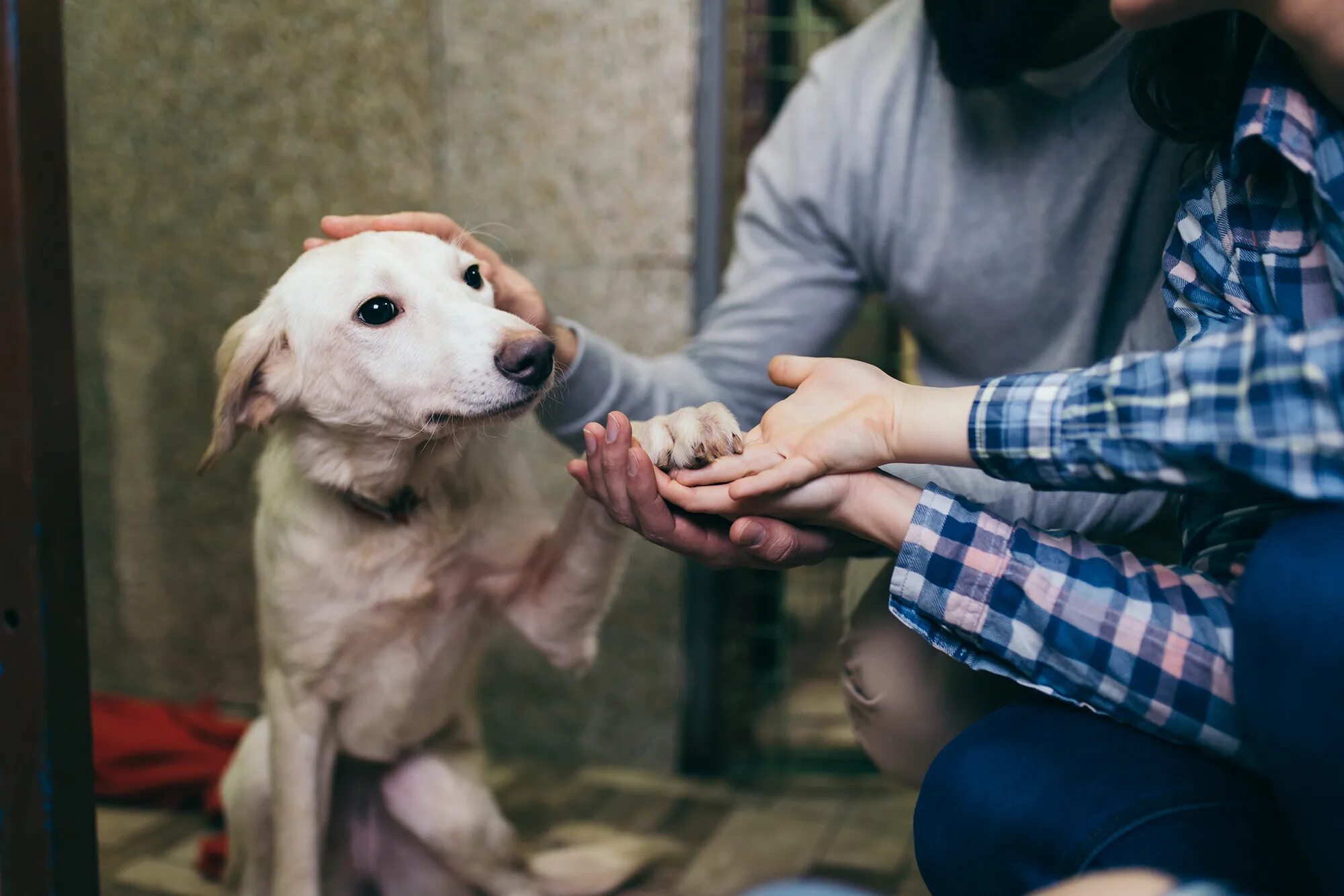 Помощь животным фото New Yorkers adopting, fostering pets to reduce coronavirus lockdown stress