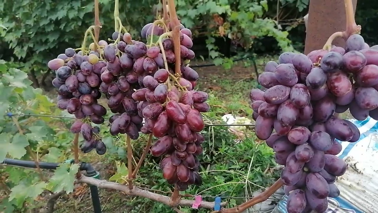 Помпеи виноград описание сорта фото Гладиатор(Калугин В. М.) на моём участке Краснодар 2022 г. - YouTube