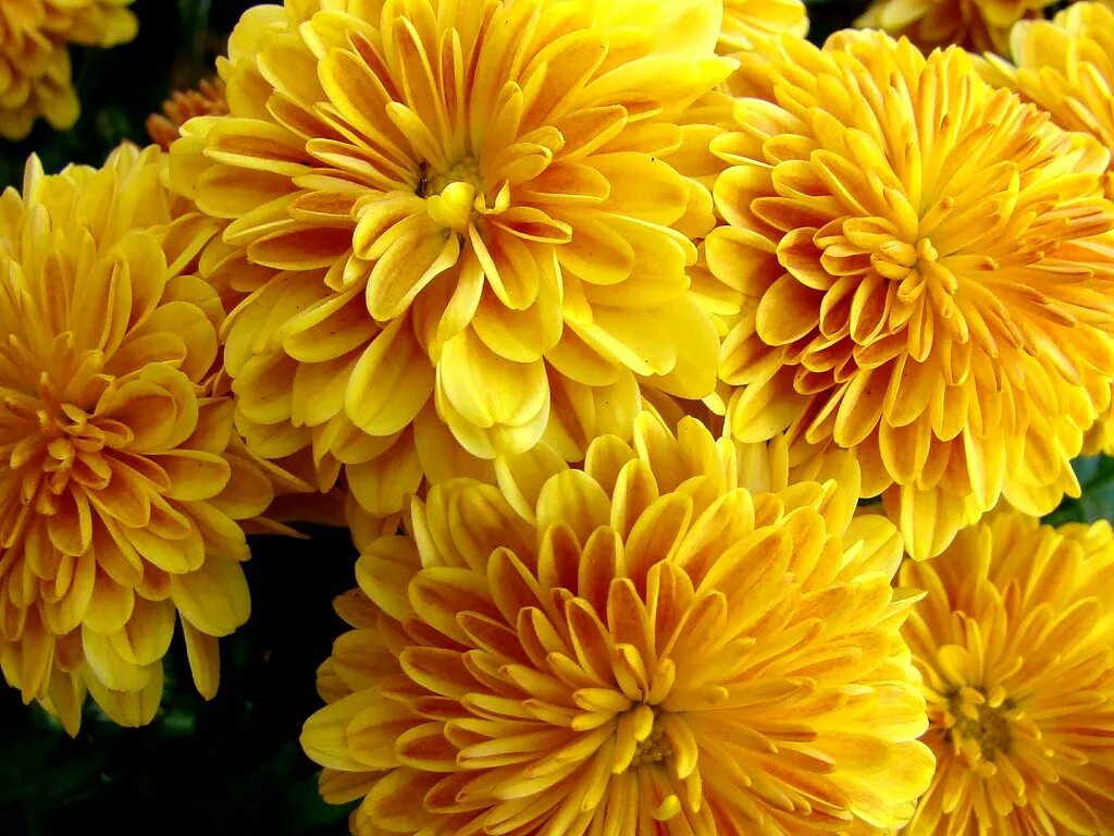 Помпон бронз хризантема фото и описание yellow pom-poms (chrysanthemums) hip-hip-horray! memeo1 Flickr