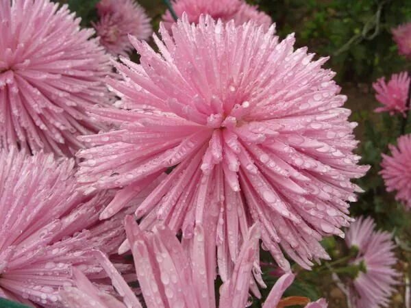 Помпон лилак хризантема фото Anastasia Lilac' Chrysanthemum, Plants, Lilac