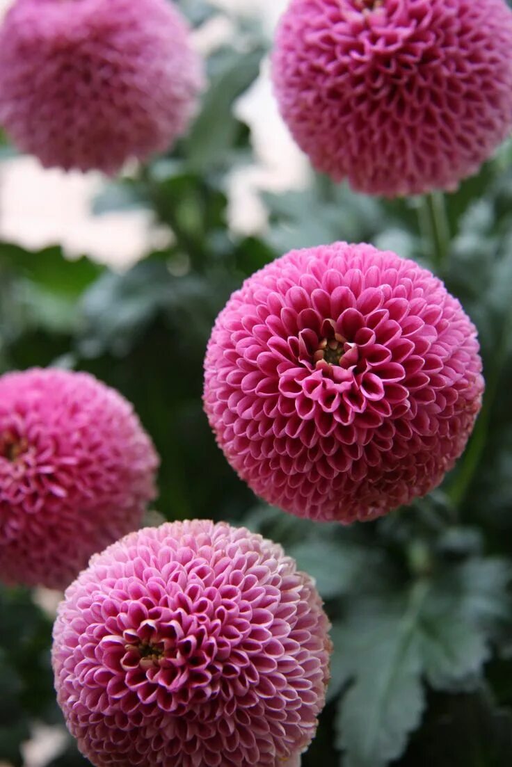 Помпон лилиак хризантема фото и описание Chrysanthemum Jenny pink 美 し い 花, 花, 菊 花