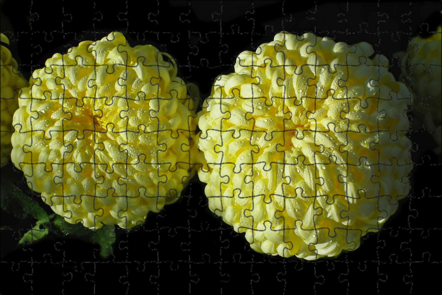 Помпон лилиак хризантема фото и описание Магнитный пазл 27x18см."Хризантемы, цветы, желтый" на холодильник - купить с дос