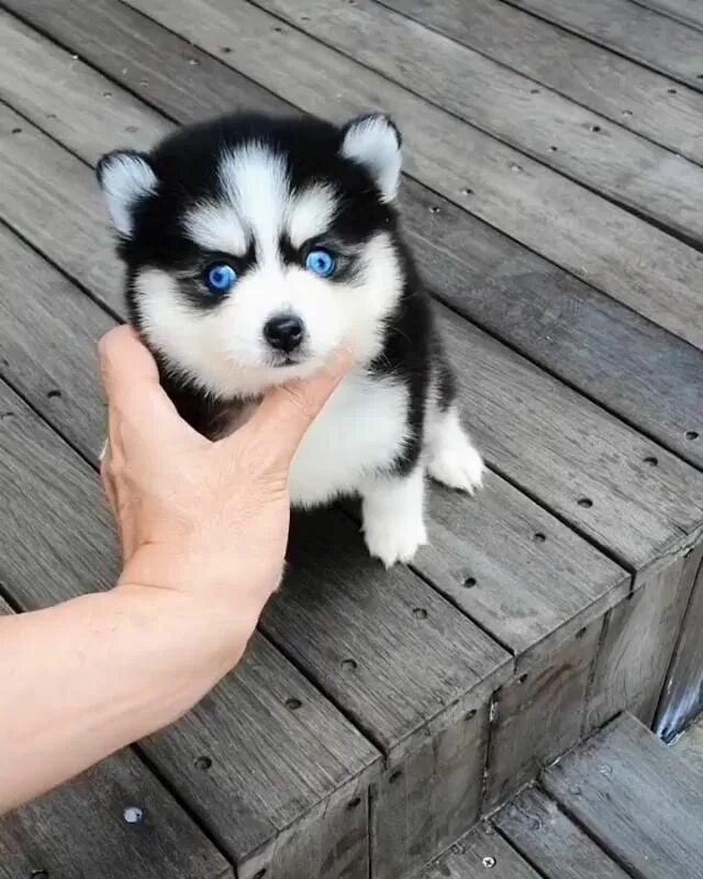 Помски собака фото The Pomsky is a cross between a husky and a Pomeranian. Take care of your mimime