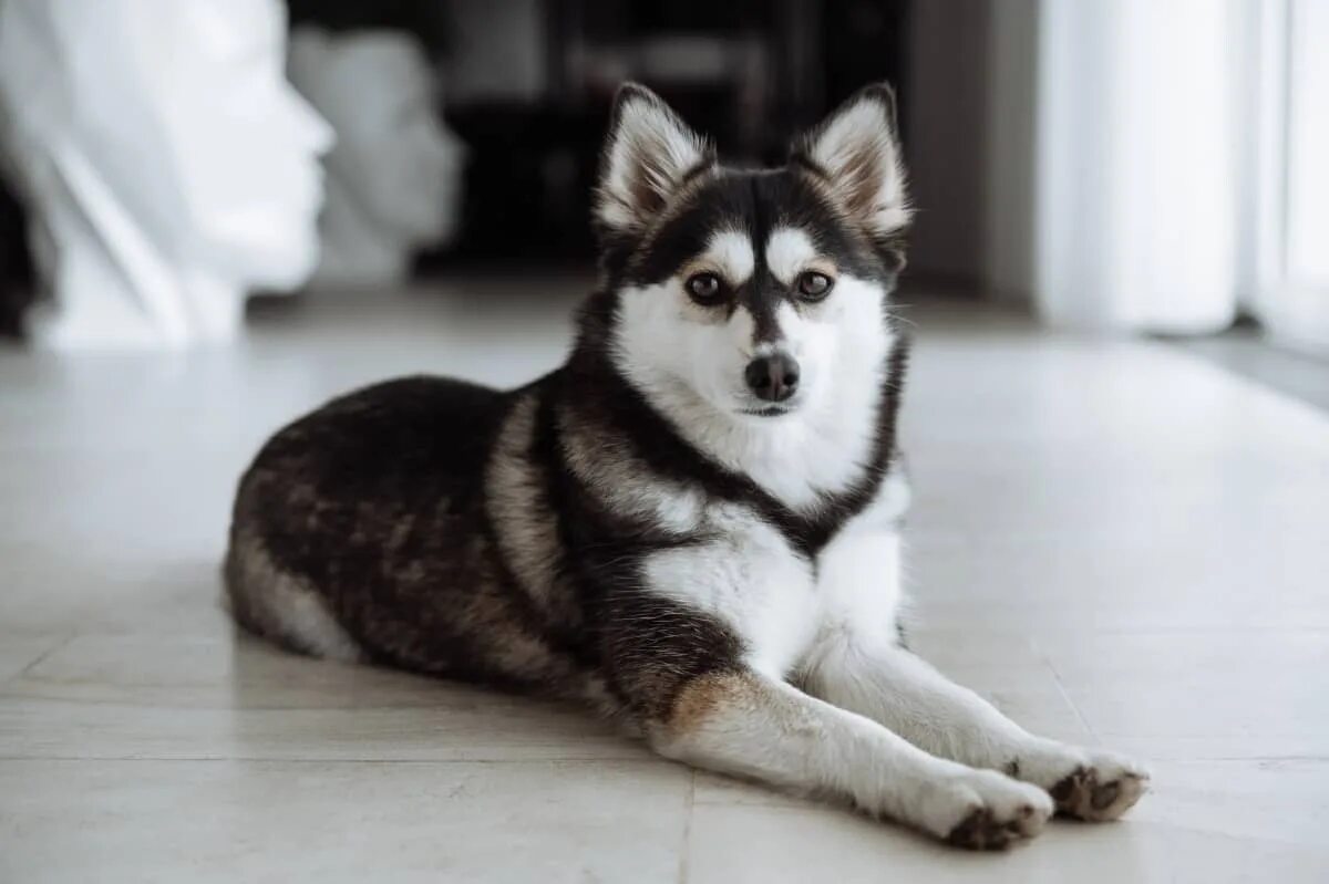 Помски собака фото Pomsky Playing Trivia With Her Dad Is Downright Impressive