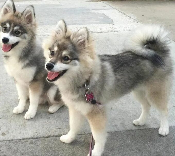 Помски собака фото pomsky - Google Search Pomsky dog, Dog breeds, Pomsky puppies