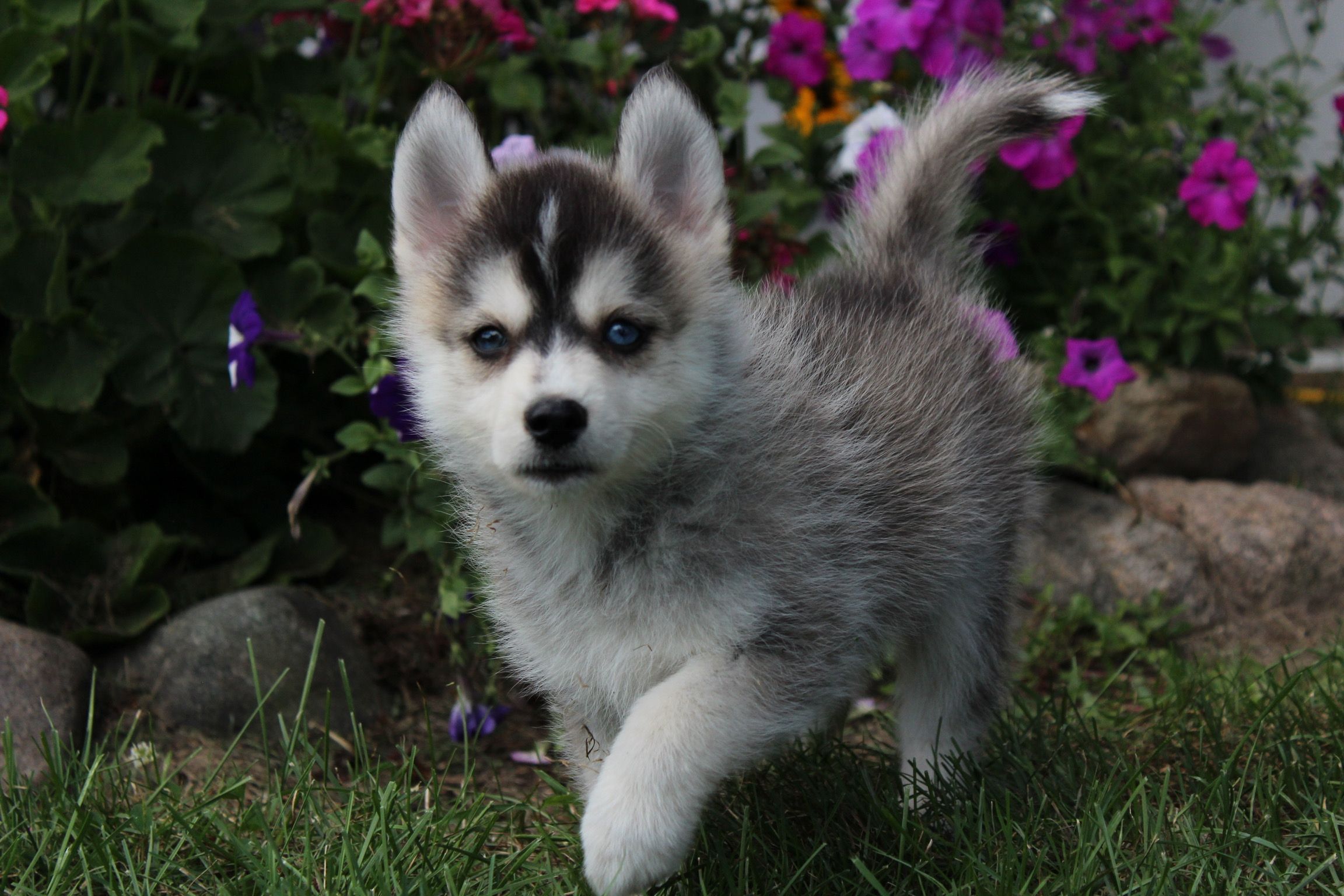 pomsky Cute animals puppies, Cute dogs and puppies, Cute baby animals