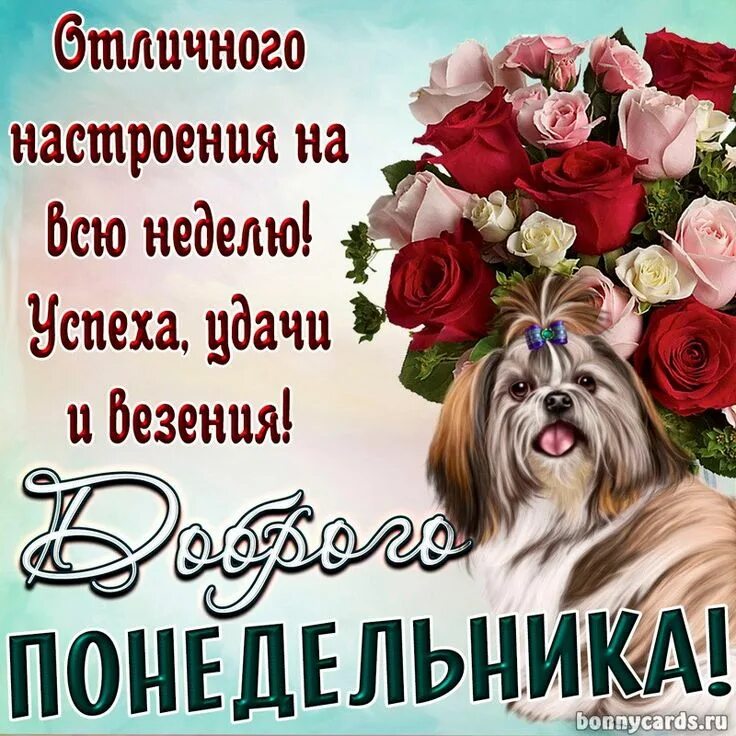 Понедельник картинки красивые с пожеланиями Пин от пользователя Нелля на доске Удача в 2020 г День конституции, Собачки, Пон