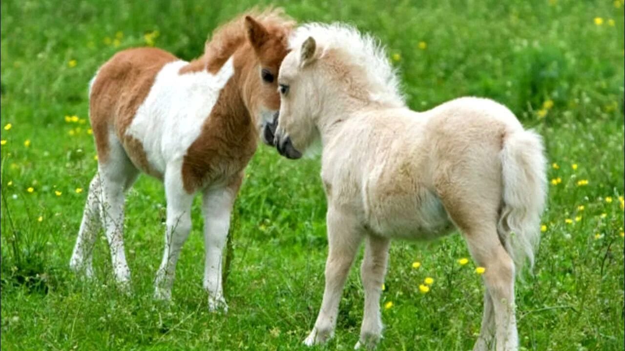 Пони фото животного Falabella.Unusual Horses.The Smallest Horse In The World - YouTube