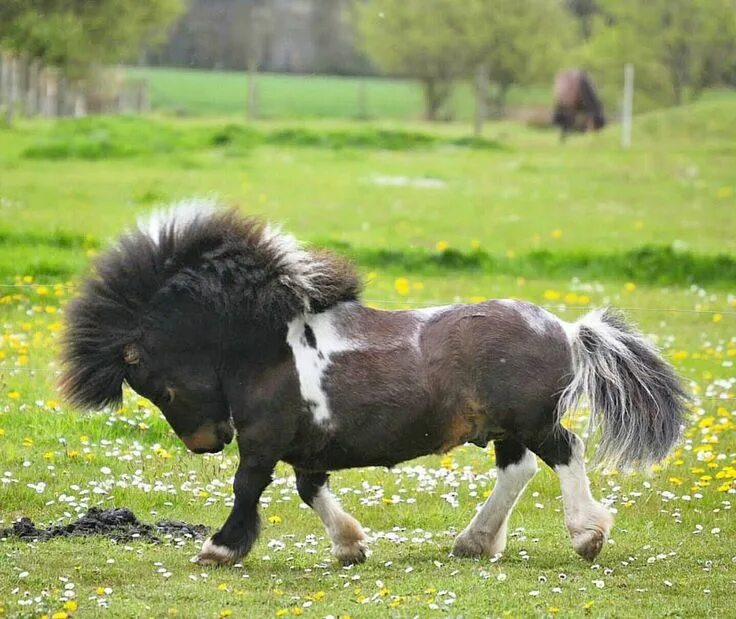 Пони фото животного Pin on Animals Pretty horses, Cute horses, Beautiful horses