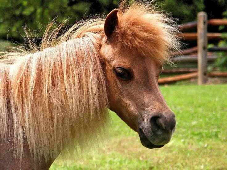 Пони с челкой фото Pin by Elizabeth Luce on Horses Majestic horse, Mini horse, Horses