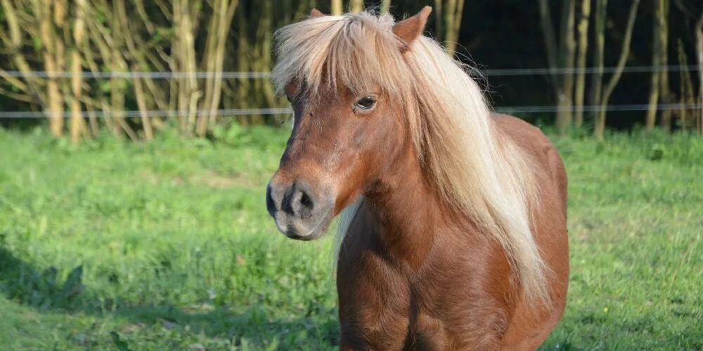 Пони с челкой фото All You Need To Know About Shetland Ponies - Insider Horse - Latest & Greatest H