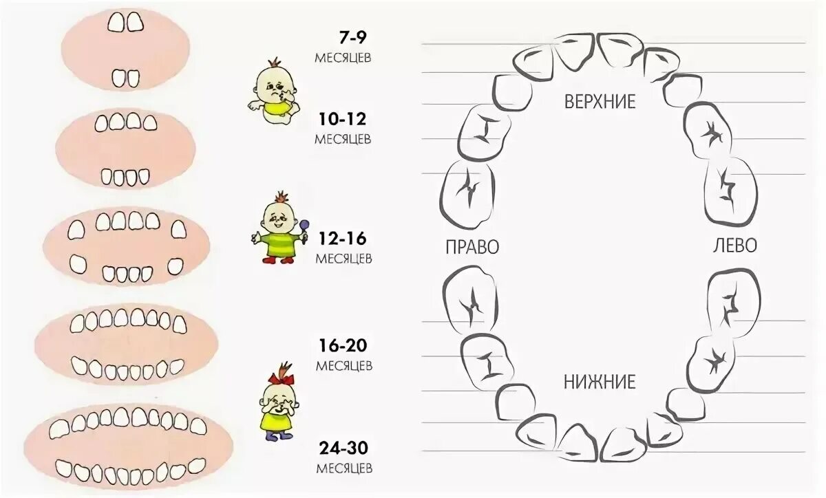 Поочередность прорезывания зубов у детей схема фото Схема появления зубов у малышей