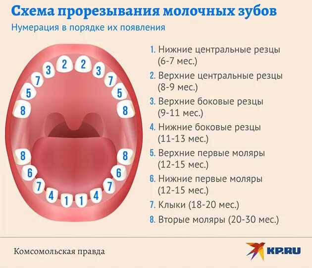 Поочередность прорезывания зубов у детей схема фото Повышенная температура при прорезывании зубов у детей: причины и методы снятия