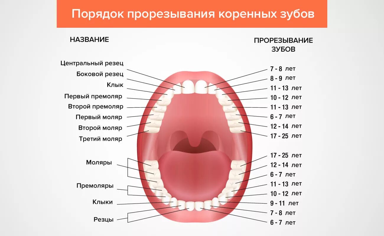 Поочередность прорезывания зубов у детей схема фото Коренные зубы у детей - порядок и сроки прорезывания постоянных зубов, в каком в