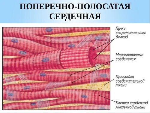 Поперечно полосатая мышечная ткань фото Анатомия 4.1 Flashcards Quizlet