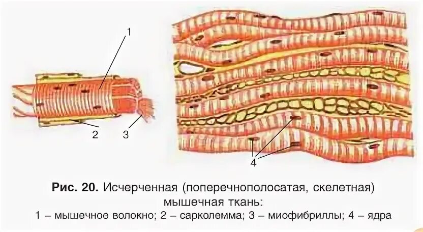 Поперечно полосатая мышечная ткань фото Farmf литература для фармацевтов : Лекции " Мышечная ткань. Виды, функции, харак