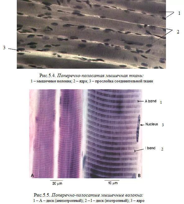 Поперечно полосатая мышечная ткань фото под микроскопом Мышечная гладкая ткань под микроскопом фото Seamo.ru