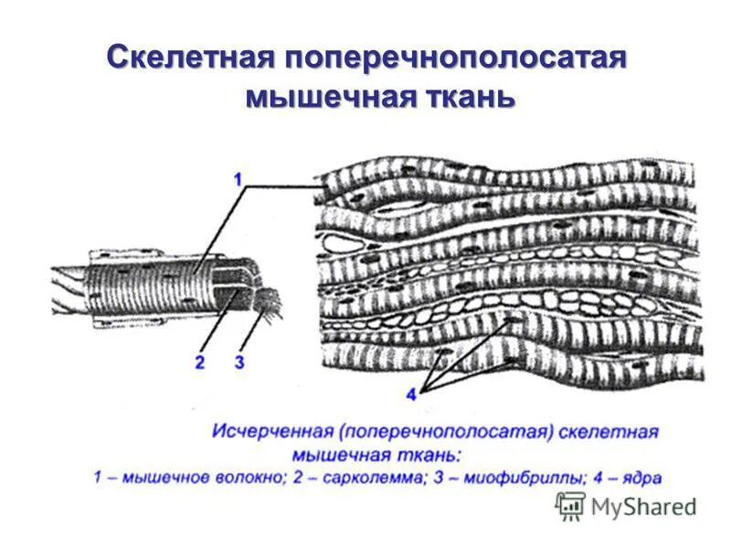 Поперечно полосатая скелетная ткань фото Картинки СТРОЕНИЕ ПОПЕРЕЧНО ПОЛОСАТОЙ СКЕЛЕТНОЙ ТКАНИ