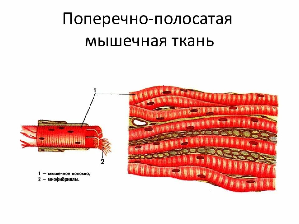 Поперечнополосатая мышечная ткань фото Основные части поперечно полосатых мышц: найдено 89 изображений