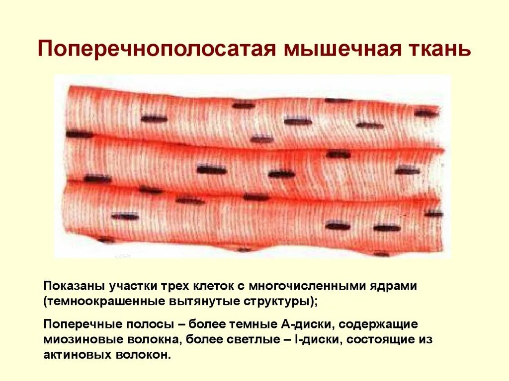 Поперечнополосатая мышечная ткань фото Какова особенность сокращения скелетной поперечнополосатой мышечной ткани: найде